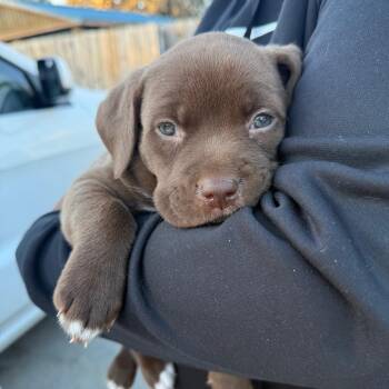 Mixed Breed Dogs Available for Adoption - Fanny Coot | PetCurious