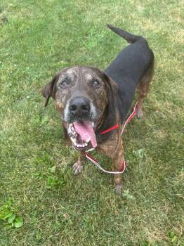 Bear -  Hound Dog for Adoption in Findlay, Ohio - Bear | PetCurious