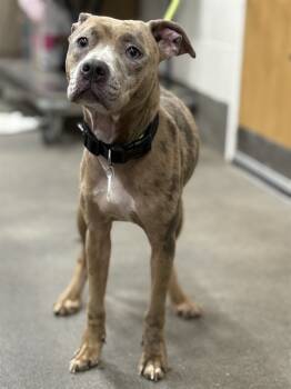 Rescue Terrier and Pit Bull Terrier Dogs for Adoption - QUICHE | PetCurious