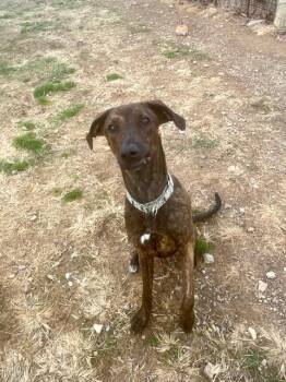 Doberman Pinscher Dogs Available for Adoption - Grace | PetCurious