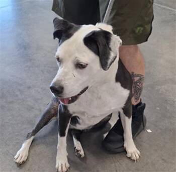 PUBS -  Boxer and Labrador Retriever Dog for Adoption in Brunswick, Georgia - PUBS | PetCurious