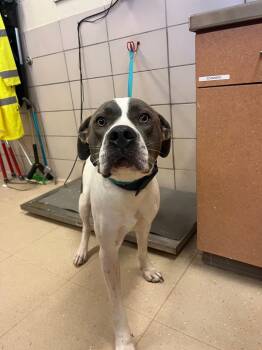 Rescue Terrier and Mixed Breed Dogs for Adoption in Bossier City, Louisiana - Roco | PetCurious