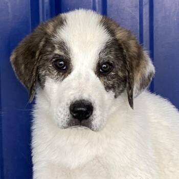 Great Pyrenees and Anatolian Shepherd Dogs Available for Adoption in Hartford, Kentucky - Denver | PetCurious