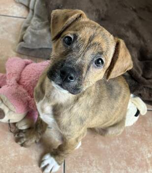 Terrier and Boxer Dogs Available for Adoption - Rio | PetCurious