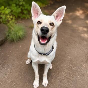 Ghost Pepper -  German Shepherd Dog and Husky Dog for Adoption in Hopkinton, Massachusetts - Ghost Pepper | PetCurious