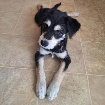Terrier Dogs Available for Adoption in Calimesa, California - Crissey | PetCurious