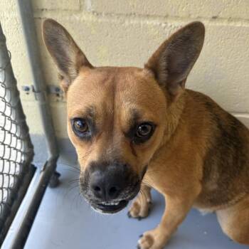 Ezabella -  Chihuahua Dog for Adoption in Lufkin, Texas - Ezabella | PetCurious