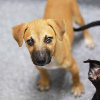 Bentley -  Mixed Breed Dog for Adoption in Atlanta, Georgia - Bentley | PetCurious