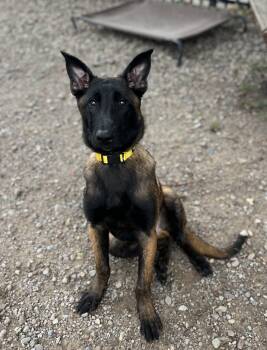 Bernard -  Belgian Shepherd Malinois Dog for Adoption in Buffalo, New York - Bernard | PetCurious