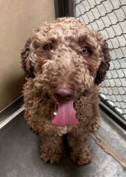 Gojo -  Poodle Dog for Adoption in Green River, Wyoming - Gojo | PetCurious