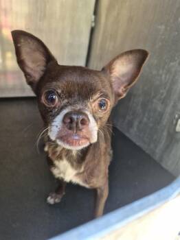 CHICO -  Chihuahua Dog for Adoption in San Antonio, Texas - CHICO | PetCurious