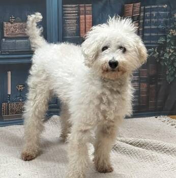 Mason -  Poodle Dog for Adoption in Albany, New York - Mason | PetCurious