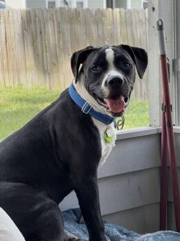 Knox -  American Bulldog and Labrador Retriever Dog for Adoption in Lakeland, Florida - Knox | PetCurious