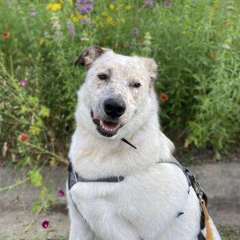 Rescue Cattle Dog Dogs for Adoption in Allen, Texas - Tyson | PetCurious