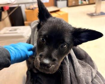 Labrador Retriever and Mixed Breed Dogs Available for Adoption - A425070 | PetCurious