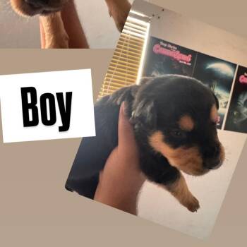 Green collar boy -  Rottweiler and German Shepherd Dog Dog for Adoption in Phoenix, Arizona - Green Collar Boy | PetCurious