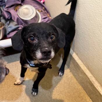 Rescue Terrier Dogs for Adoption in Chino Hills, California - Jedidiah (19) - Costa Mesa Location | PetCurious