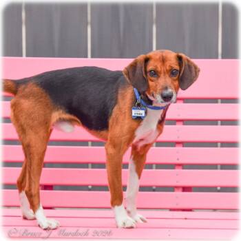 Hound Dogs Available for Adoption - Stewie | PetCurious