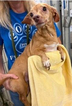 Robyn -  Chihuahua and Mixed Breed Dog for Adoption in Morristown, New Jersey - Robyn | PetCurious