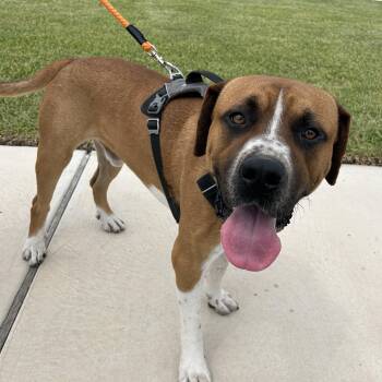 Rescue Boerboel Dogs for Adoption in Harlingen, Texas - Gordon | PetCurious