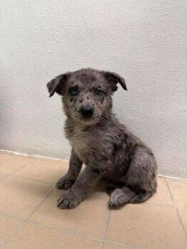 Shepherd and Mixed Breed Dogs Available for Adoption - Janis | PetCurious