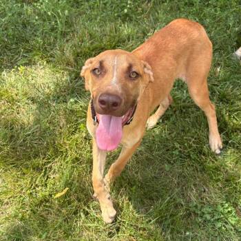 Treble -  Mixed Breed Dog for Adoption in Wheeling, Illinois - Treble | PetCurious