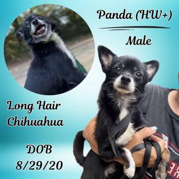 Rescue Chihuahua Dogs for Adoption in Caldwell, Texas - Panda | PetCurious