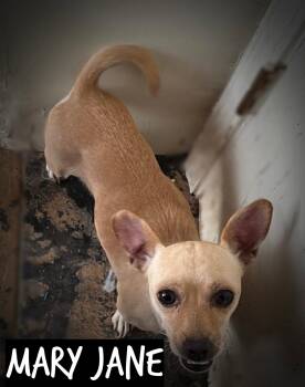 Rescue Chihuahua Dogs for Adoption in Klamath Falls, Oregon - Mary Jane | PetCurious