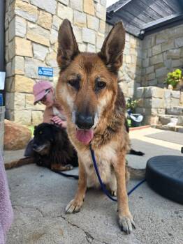 Mia / Tita -  German Shepherd Dog Dog for Adoption in El Cajon, California - Mia / Tita | PetCurious