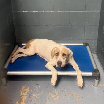 TUSC-Stray-85880_2_3_4_5_6 -  Pit Bull Terrier and Boxer Dog for Adoption in Tuscaloosa, Alabama - TUSC-Stray-85880_2_3_4_5_6 | PetCurious