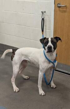 Foxhound and American Bulldog Dogs Available for Adoption - BUTTERSCOTCH | PetCurious