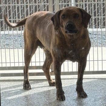 Plott Hound Dogs Available for Adoption in Morganton, North Carolina - Marigold | PetCurious
