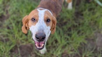 FISHLEGS -  Redbone Coonhound and Mixed Breed Dog for Adoption in Ocala, Florida - FISHLEGS | PetCurious