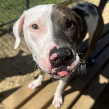 Draper -  Mixed Breed Dog for Adoption in Philadelphia, Pennsylvania - Draper | PetCurious
