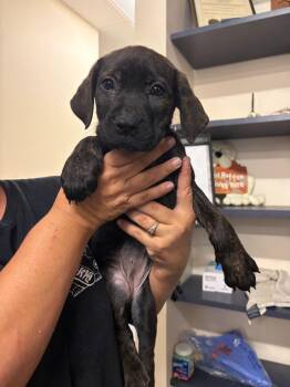 August -  Mixed Breed Dog for Adoption in Portland, Indiana - August | PetCurious