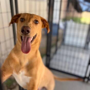 Stunk -  Labrador Retriever and None Dog for Adoption in Taos, New Mexico - Stunk | PetCurious
