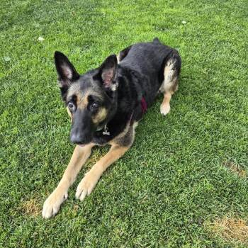 Kora -  German Shepherd Dog Dog Available for Adoption in Murray, Utah - Kora | PetCurious