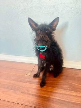 Henry -  Chihuahua and Cairn Terrier Dog for Adoption in Dysart, Iowa - Henry | PetCurious