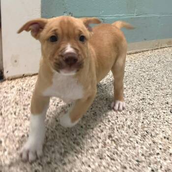 Rufus 3376 -  Mixed Breed Dog for Adoption in Loxahatchee Groves, Florida - Rufus 3376 | PetCurious