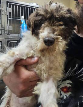 Poodle and Terrier Dogs Available for Adoption in Fort Payne, Alabama - Lucky | PetCurious