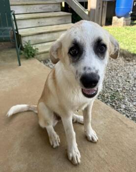 PUPPY KAROL -  Great Pyrenees Dog for Adoption in Franklin, Tennessee - PUPPY KAROL | PetCurious