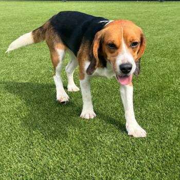 Star Lord 8190 -  Beagle Dog for Adoption in Loxahatchee Groves, Florida - Star Lord 8190 | PetCurious