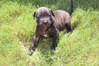 Athena - The Goddess of Wisdom and Puppy Kisses -  American Staffordshire Terrier and Labrador Retriever Dog for Adoption in Atlanta, Georgia - Athena - The Goddess Of Wisdom And Puppy Kisses | PetCurious