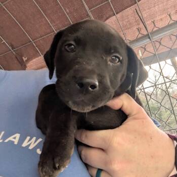 Rescue Mixed Breed Dogs for Adoption in Huntsville, Arkansas - Isaiah | PetCurious