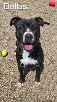 Boxer Dogs Available for Adoption in Sidney, Ohio - Dallas Yrly 501 | PetCurious