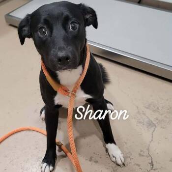 Sharon -  Mixed Breed Dog for Adoption in Buchanan Dam, Texas - Sharon | PetCurious