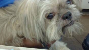 PABLO -  Mixed Breed Dog for Adoption in Dallas, Texas - PABLO | PetCurious