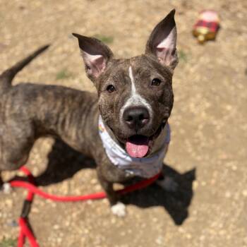 Pork Pie -  Pit Bull Terrier Dog for Adoption in Philadelphia, Pennsylvania - Pork Pie | PetCurious