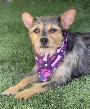 BUTTERCUP -  Yorkshire Terrier Dog for Adoption in Rowland Heights, California - BUTTERCUP | PetCurious