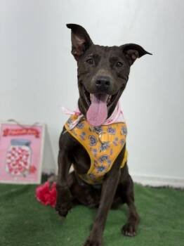 Chili-One of our Amazing Rescue Dogs -  Pit Bull Terrier and Black Labrador Retriever Dog for Adoption in Carlsbad, California - Chili-One Of Our Amazing Rescue Dogs | PetCurious